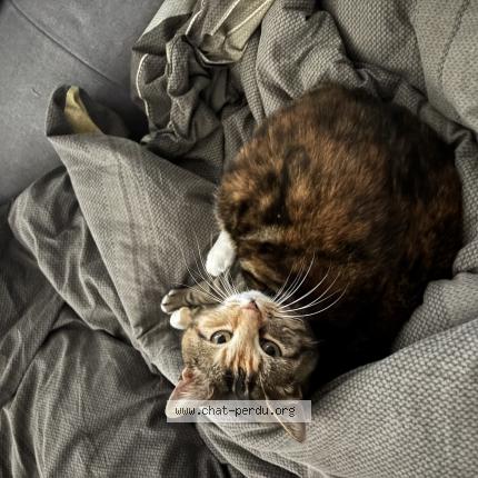 Foto 1/1 Miou Miou Chat perdido en Loon plage