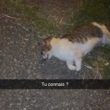 Foto de gato encontrado en Marseille