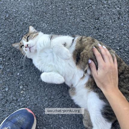 Foto 1/1 Bulle Chat perdido en Montaut