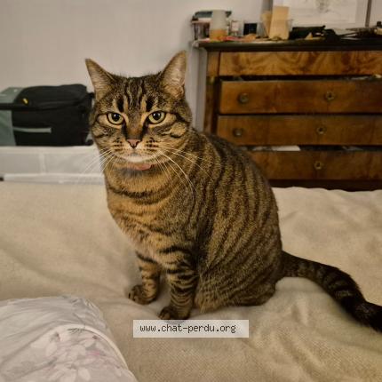 Foto 1/1 Misha Chat perdido en Pornichet