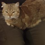 Foto del gato perdido en Lys Haut Layon