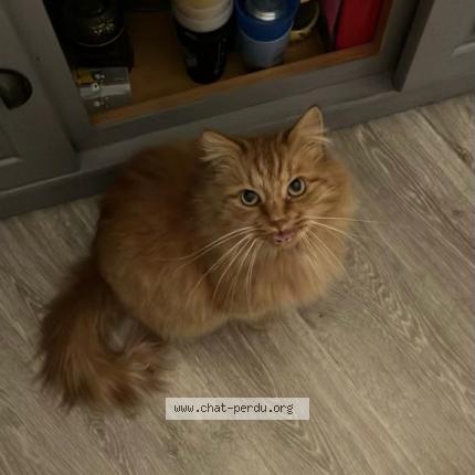 Foto 1/1 Osiris Chat perdido en Villenave d ornon