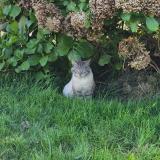 Foto de gato encontrado en Plouye