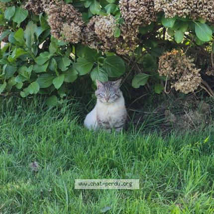 Foto 1/1 Gato encontrado Encontrado en Plouye