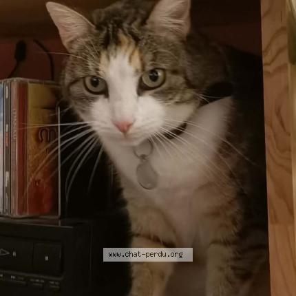 Foto 1/1 Lixi Chat perdido en Grenoble