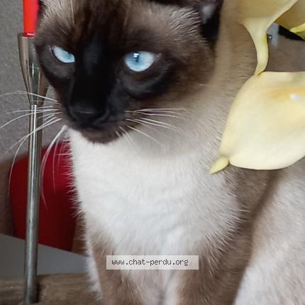 Foto 1/1 ALIGATO Chat perdido en Pessac