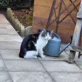 Foto de gato encontrado en Rillieux La Pape