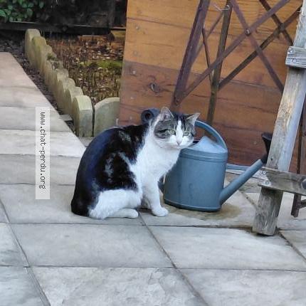Foto 1/1 Gato encontrado Encontrado en Rillieux la pape