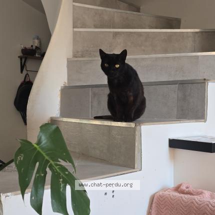 Foto 1/1 Marabout Chat perdido en Paulhan