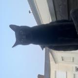 Foto del gato perdido en Chemille En Anjou