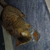 Foto de gato encontrado en Lyon