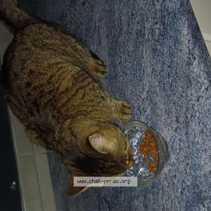 Foto 1/1 Gato encontrado Encontrado en Lyon