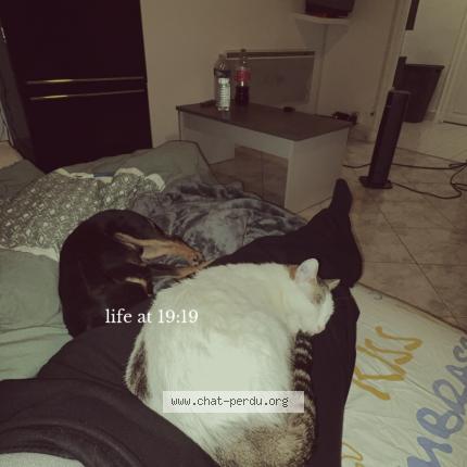 Foto 1/1 Brownie Chat perdido en Gardanne