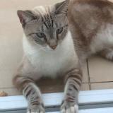 Foto del gato perdido en Saint Barthelemy