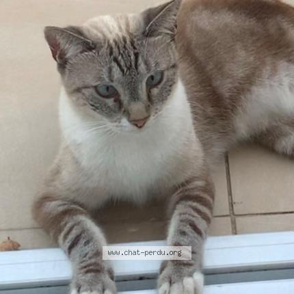 Foto 1/4 Bijou Chat perdido en Saint barthelemy