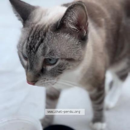 Foto 2/4 Bijou Chat perdido en Saint barthelemy