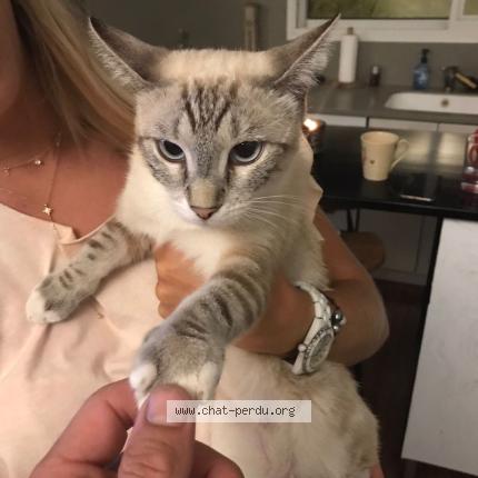 Foto 3/4 Bijou Chat perdido en Saint barthelemy