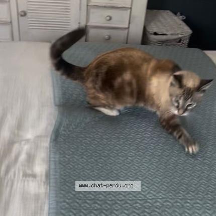 Foto 4/4 Bijou Chat perdido en Saint barthelemy