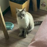 Foto del gato perdido en Saint Barthelemy