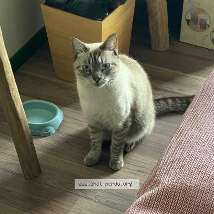 Foto 1/1 Milou Chat perdido en Saint barthelemy