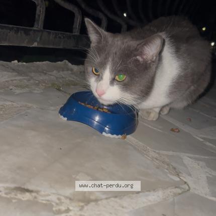 Foto 1/1 Gato encontrado Encontrado en Champigny sur marne