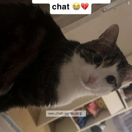 Foto 1/1 Diaba Chat perdido en Sucy en brie