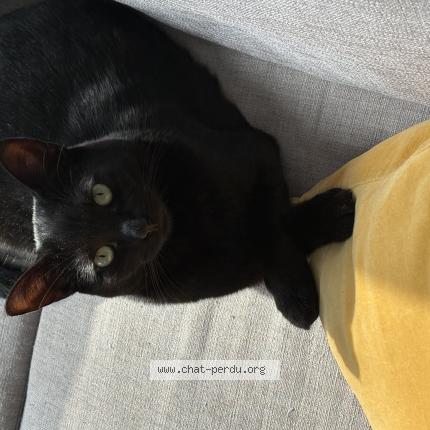 Foto 1/1 Emi Chat perdido en Longueuil