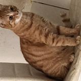 Foto del gato perdido en Therdonne