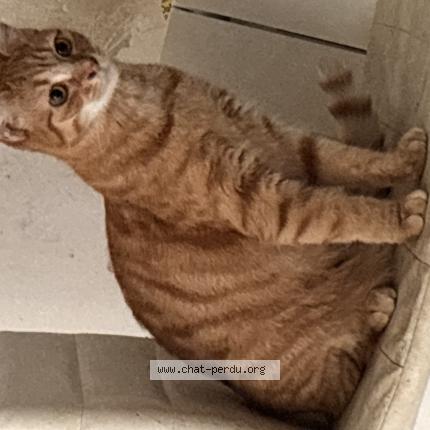 Foto 1/1 Gato encontrado Perdido en Therdonne