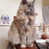 Foto de gato encontrado en Beauvais