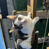 Foto del gato perdido en Marseille