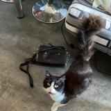 Foto del gato perdido en Brison Saint Innocent