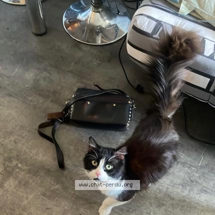 Foto 1/1 Lloyd Chat perdido en Brison saint innocent