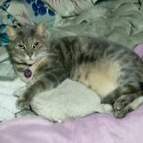 Foto del gato perdido en Rancagua