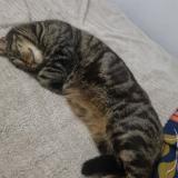 Foto del gato perdido en Bresles