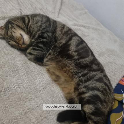 Foto 1/1 Flocky Chat perdido en Bresles