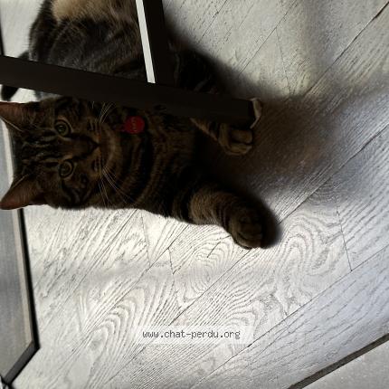 Foto 1/1 Coco Chat perdido en Repentigny