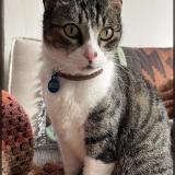 Foto del gato perdido en Mdeo