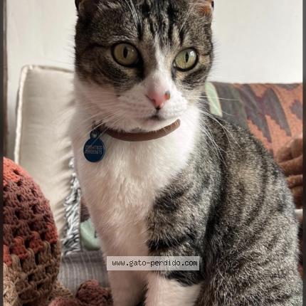 Foto 1/1 Crystal Chat perdido en Mdeo