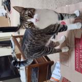 Foto del gato perdido en Scottsdale Az