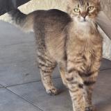 Foto del gato perdido en Verdun Sur Garonne