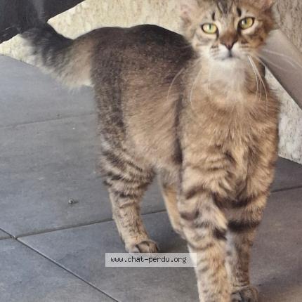 Foto 1/2 Mojito Chat perdido en Verdun sur garonne