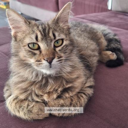 Foto 2/2 Mojito Chat perdido en Verdun sur garonne