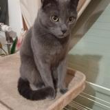 Foto del gato perdido en Thyez