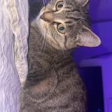 Foto del gato perdido en Cernay