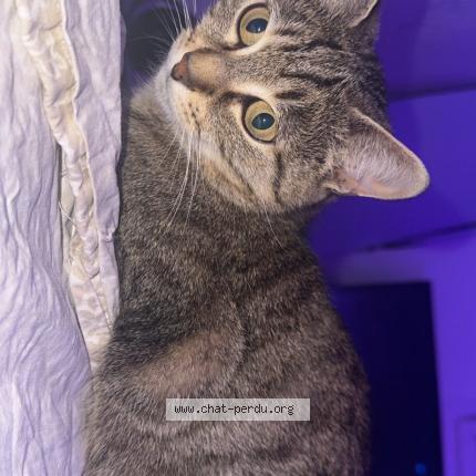 Foto 1/1 Kikette Chat perdido en Cernay