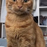 Foto del gato perdido en Beaufort En Anjou