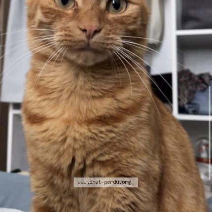 Foto 1/1 winnie Chat perdido en Beaufort en anjou