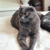 Foto del gato perdido en Mon