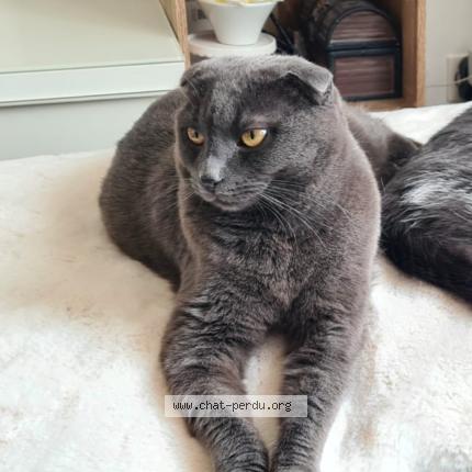 Foto 1/1 Woky Chat perdido en Montigny le bretonneux